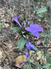 Barleria cristata