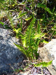 Blechnum australe