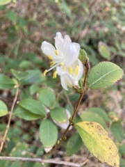 Lonicera fragrantissima