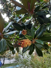 Magnolia grandiflora