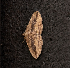 Austrocidaria