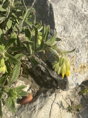 Podonosma orientalis