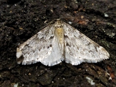 Alsophila aescularia