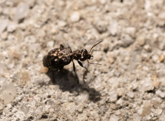 Scopodes