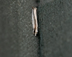 Erechthias stilbella