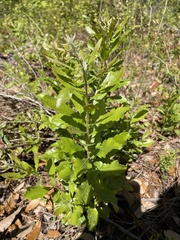 Asclepias tomentosa
