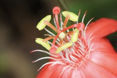 Passiflora vitifolia