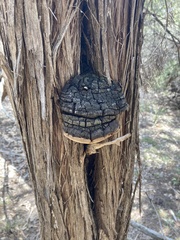 Pyrofomes juniperinus