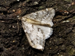 Alsophila aescularia