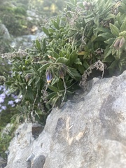 Podonosma orientalis