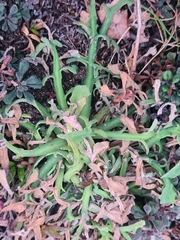 Reichardia picroides