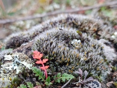 Grimmia tergestina