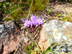Chromolaena squarrulosa