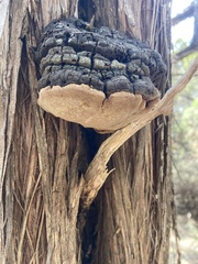Pyrofomes juniperinus