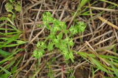 Euphorbia falcata