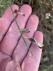 Astragalus convallarius