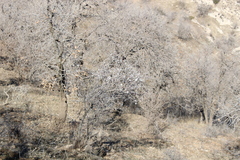 Prunus microcarpa