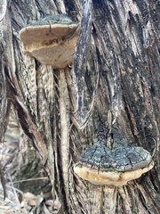 Pyrofomes juniperinus
