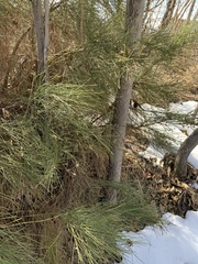 Astragalus convallarius