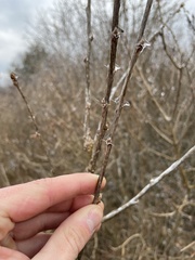 Caragana arborescens