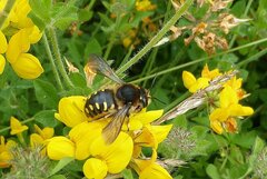 Anthidium septemspinosum