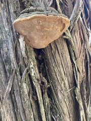 Pyrofomes juniperinus