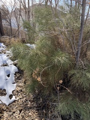 Astragalus convallarius