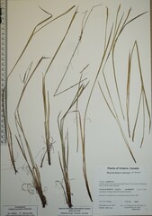 Sisyrinchium strictum