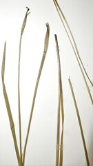 Sisyrinchium strictum