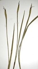 Sisyrinchium strictum