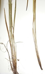 Sisyrinchium strictum