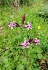 Silene aegyptiaca