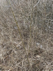 Caragana arborescens