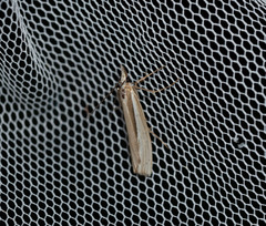 Orocrambus ramosellus