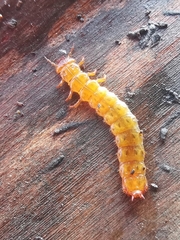 Cucujus cinnaberinus