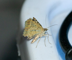 Xanthorhoe semifissata