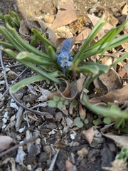 Muscari