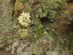 Hoya