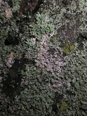 Erythricium aurantiacum