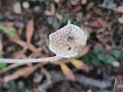 Reichardia picroides