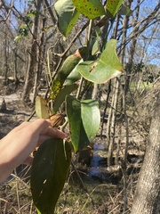 Smilax glauca