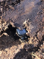 Odontotaenius