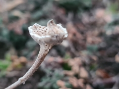 Reichardia picroides