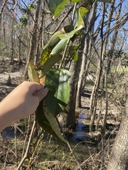 Smilax glauca