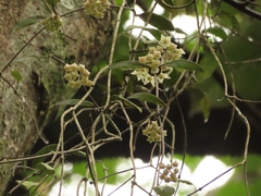 Hoya