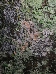 Erythricium aurantiacum
