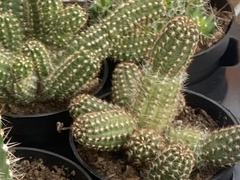 Lobivia silvestrii