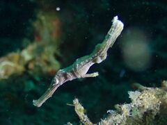 Solenostomus cyanopterus