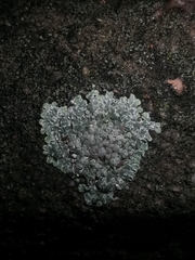 Protoparmeliopsis muralis