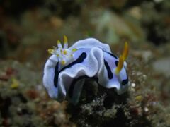 Chromodoris alcalai
